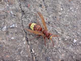 Oriental hornet (Vespa orientalis) on a grey pavement slab