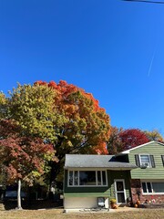 Autumnal tree behind a suburban house in new jersey