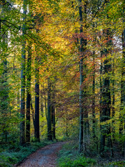 Waldweg durch den herbstlichen Wald