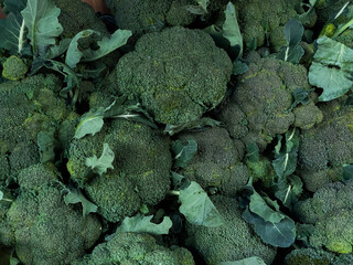 Brassica harvest. Lots of broccoli.