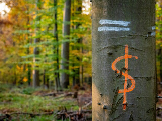 Zur Fällung markierte Bäume im Wald