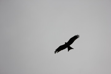black backed vulture