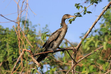 red billed hornbill