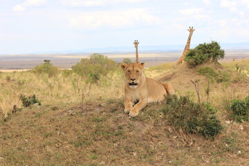 lion in the savannah