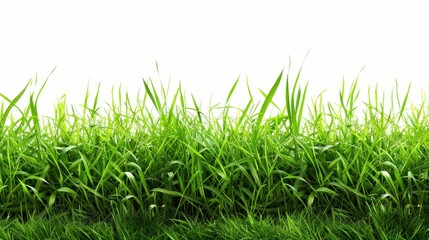 Fototapeta premium Green grassland, isolated on white, with dew drops on the blades. A fresh and calming nature scene