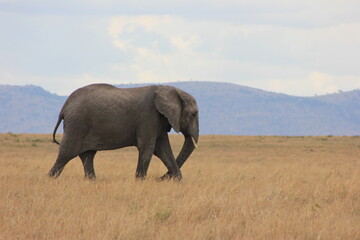 Fototapeta premium elephant in the savannah