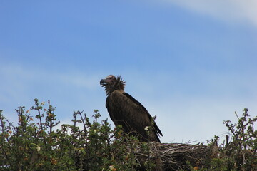 vulture on a tree