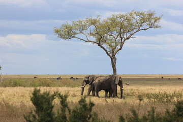 Fototapeta premium elephants in the savannah