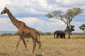 giraffe and elephants on the savanna in Masai Mara