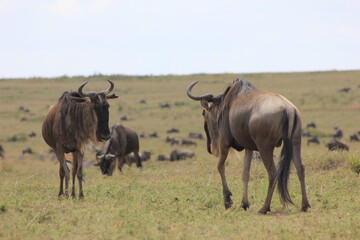 Obraz premium herd of wildebeest in masai mara country