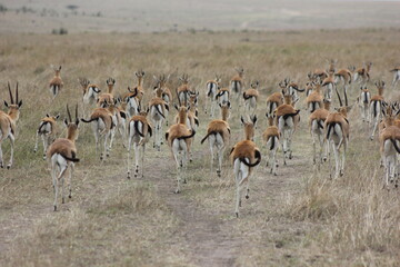 springbok antelopes desert country
