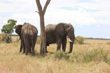Fototapeta premium elephants in the savannah