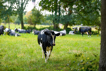 Cow gazing on green field. Countryside farm with cow. Mature cow at meadow. Cow in grassy field at...