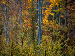 Wiederaufforstung im herbstlichen Mischwald