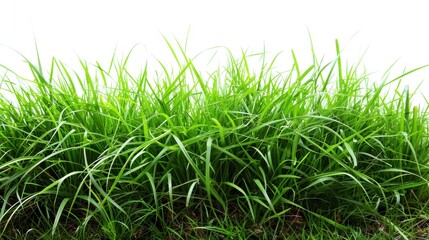 Obraz premium Green grassland, isolated on white, with dew drops on the blades. A fresh and calming nature scene