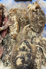 Fresh octopuses at the market