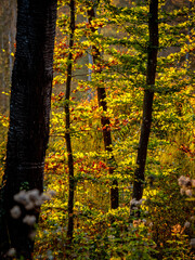 Sonnenlicht im herbstlichen Wald