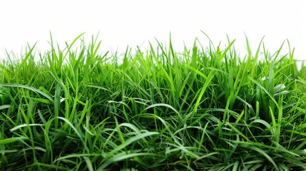 Obraz premium Green grassland, isolated on white, with dew drops on the blades. A fresh and calming nature scene