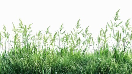 Fototapeta premium Green grassland, isolated on white, with dew drops on the blades. A fresh and calming nature scene