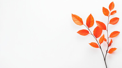 vibrant branch with orange leaves against white background, symbolizing autumn beauty and transition. Perfect for seasonal themes and nature inspired designs