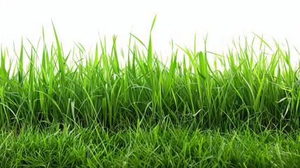 Obraz premium Green grassland, isolated on white, with dew drops on the blades. A fresh and calming nature scene