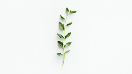  Plant branch on white background with text/picture insertion