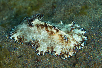 A beautiful nudibranch, Discodoris boholiensis, makes its way slowly across a sandy seafloor near Alor, Indonesia. This region is home to hundreds of nudibranch species.