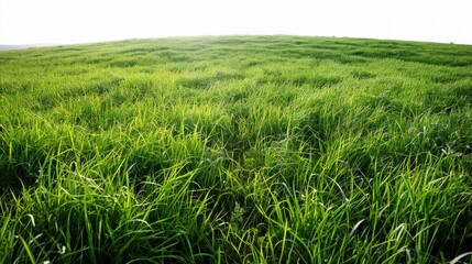 Green grassland, isolated on white, with dew drops on the blades. A fresh and calming nature scene