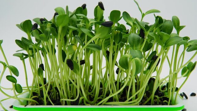 Time lapse of tall sunflowers sprouts growing and withering in soilless container placed in lightbox under controlled conditions and against white background