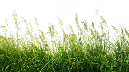 Fototapeta premium Green grassland, isolated on white, with dew drops on the blades. A fresh and calming nature scene