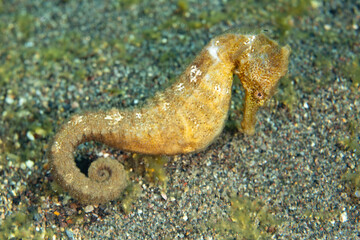 A common seahorse, also known as an estuary seahorse, Hippocampus kuda, is found on the sandy seafloor of an underwater slope near Alor, Indonesia. These fish rely on camouflage to escape predation.