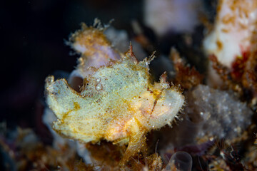 A young Leaf scorpionfish, Taenianotus triacanthus, camouflages itself among sponges and corals on a reef in Alor, Indonesia. These small, Indo-Pacific scorpionfishes prey on fish and invertebrates.