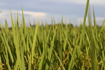 Rice Field and Green Leaves