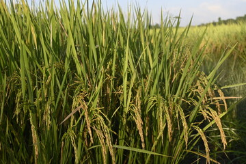 Rice Field and Green Leaves