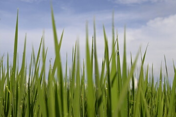 Rice Field and Green Leaves