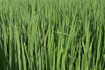 Rice Field and Green Leaves