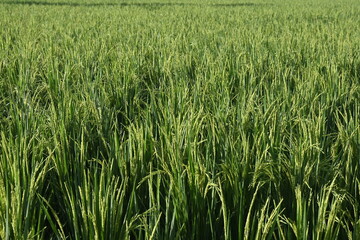 Rice Field and Green Leaves