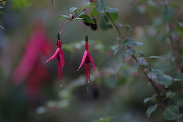 fuchsia flower 