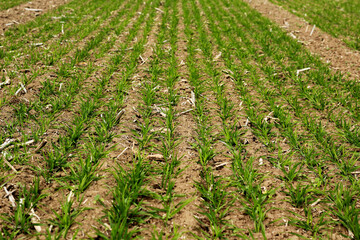 Rows of rye in the ground. Sown rye