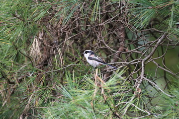 Long-tailed Tit crosses from branch to branch in search of foods 