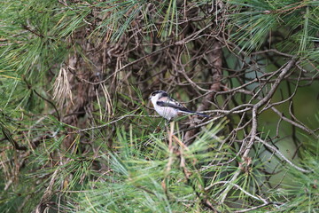Long-tailed Tit crosses from branch to branch in search of foods 