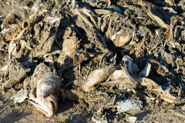 Rotten dead fish on the coast. Ecological toxic disaster.