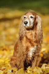 cocker spaniel walks in the autumn forest
