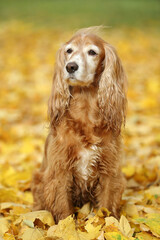 cocker spaniel walks in the autumn forest