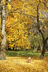 cocker spaniel walks in the autumn forest