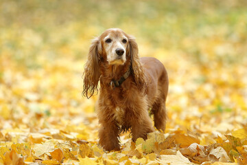 cocker spaniel walks in the autumn forest