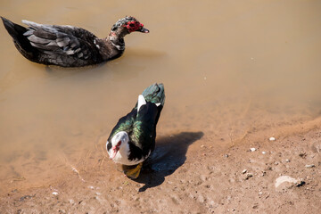 Creole duck or Cairina moschata in the Parana River