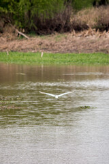 white heron on the banks of the parana river