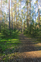 Obraz premium A path through a forest with trees on either side