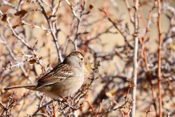 sparrow on a branch